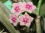 ././Photos/Fleur/03Rose/Mini/diversifolia crassipes1.jpg
